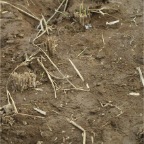 051008-EasternRiceFields10