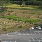 051010-EasternRiceFields