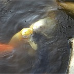 051015-Glover05-Fish