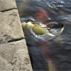 051015-Glover06-Fish