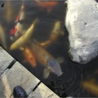 051015-Glover08-BigFish