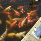 051015-Glover09-LotsOfFish