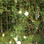 051015-Glover17-RoseGarden