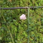 051015-Glover18-RoseGarden