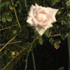 051015-Glover19-RoseGarden