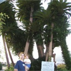 051015-Glover29-RCT-PalmTrees