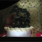 051015-Glover34-PrettyTrees