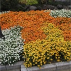 051029_Oita24-FlowerBed1