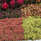 051029_Oita27-FlowerBed3