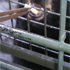051030_Oita53-FeedingBear