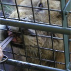 051030_Oita54-FeedingLion