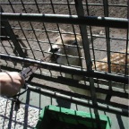 051030_Oita56-FeedingDeer