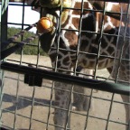 051030_Oita58-FeedingGiraffe
