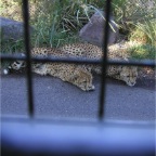 051030_Oita60-Leopard