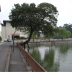 050904-Nagoya07-PrettyTree