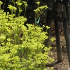 050904-Nagoya13-Butterfly