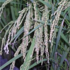 050914-SouthernRiceField1