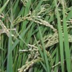 050914-SouthernRiceField2