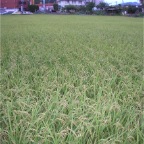 050914-EasternRiceField01