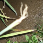 050914-EasternRiceField02