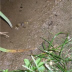 050914-EasternRiceField03