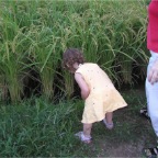 050914-EasternRiceField04-RCM