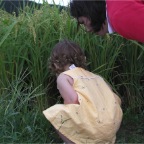 050914-EasternRiceField05-RCM