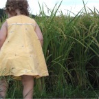 050914-EasternRiceField06-RCM