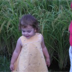 050914-EasternRiceField08-RC