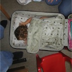 050918-LuggagePlay1-RC