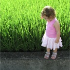 050814-RCWithEasternRiceFields