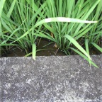 050814-EasternRiceFieldsUpClose