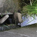 050814-SouthernRiceFields1