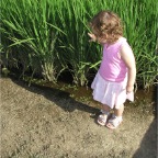 050814-SouthernRiceFields3-RC