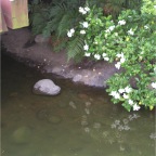 050710_TokyoDisney57-Gardenia