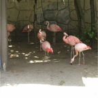 050605_GreenlandVacation61-PinkFlamingos
