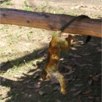 050605_GreenlandVacation62-Monkey