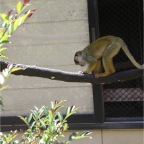 050605_GreenlandVacation63-Monkey