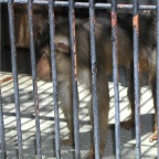 050605_GreenlandVacation66-Baboon