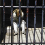 050605_GreenlandVacation67-Baboon