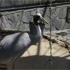 050605_GreenlandVacation69-Bird