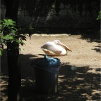 050605_GreenlandVacation70-Bird