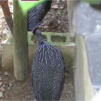 050605_GreenlandVacation72-Vultures
