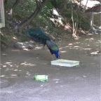 050605_GreenlandVacation73-Peacock
