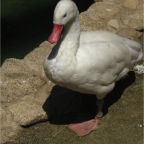 050605_GreenlandVacation74-Goose
