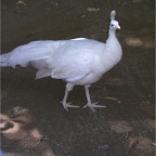 050605_GreenlandVacation75-WhitePeacock