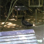 050605_GreenlandVacation77-FemalePeacock