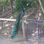 050605_GreenlandVacation78-Peacock