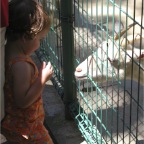 050605_GreenlandVacation81-RCTouchedGoat