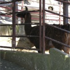 050605_GreenlandVacation82-Llama